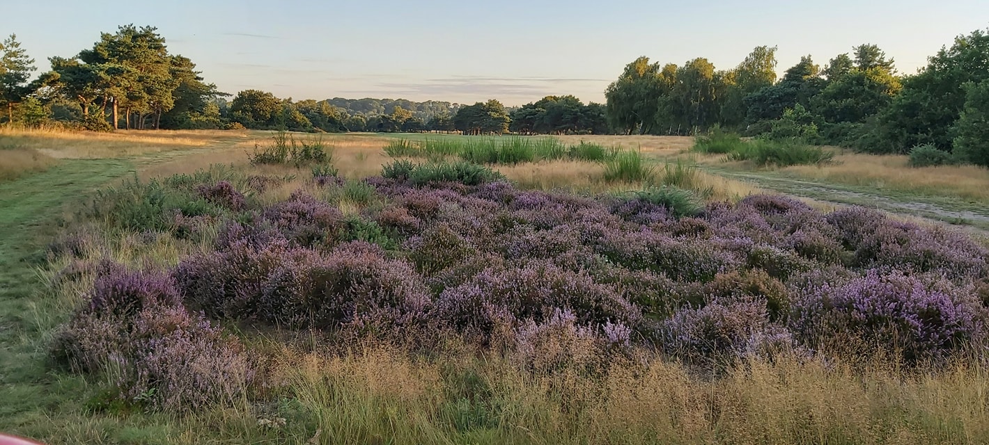bungay & waveney golf club scorecard