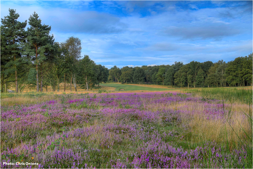 sherwood forest golf club scorecard