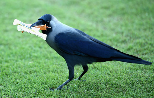 South West: Crow culprits stealing balls from course