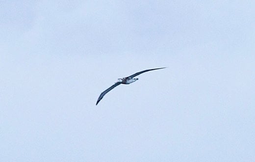 NCG's Golf Glossary: What is an albatross?