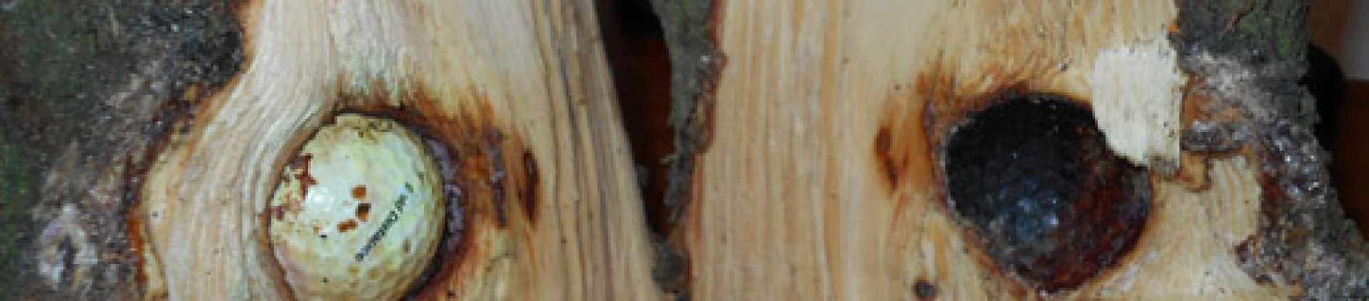 North East: Lost ball discovered inside tree - National Club Golfer ...