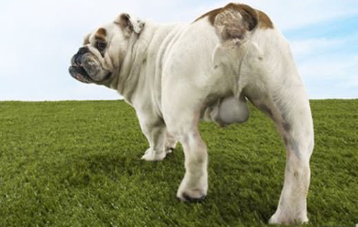 NCG's Golf Glossary: What Is a Dogball?