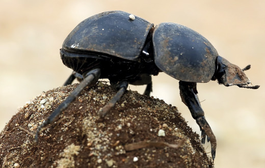 Madeleine Winnett: Inspiration from a dung beetle