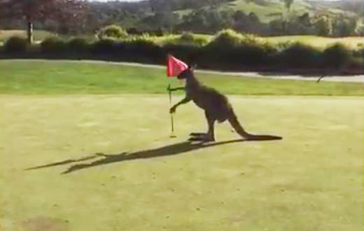 Social Spotlight: Rory’s recovery and a kangaroo course invader
