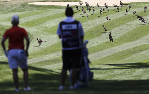 Top 10: Animal encounters in golf
