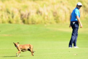 what is a dogleg golfing glossary