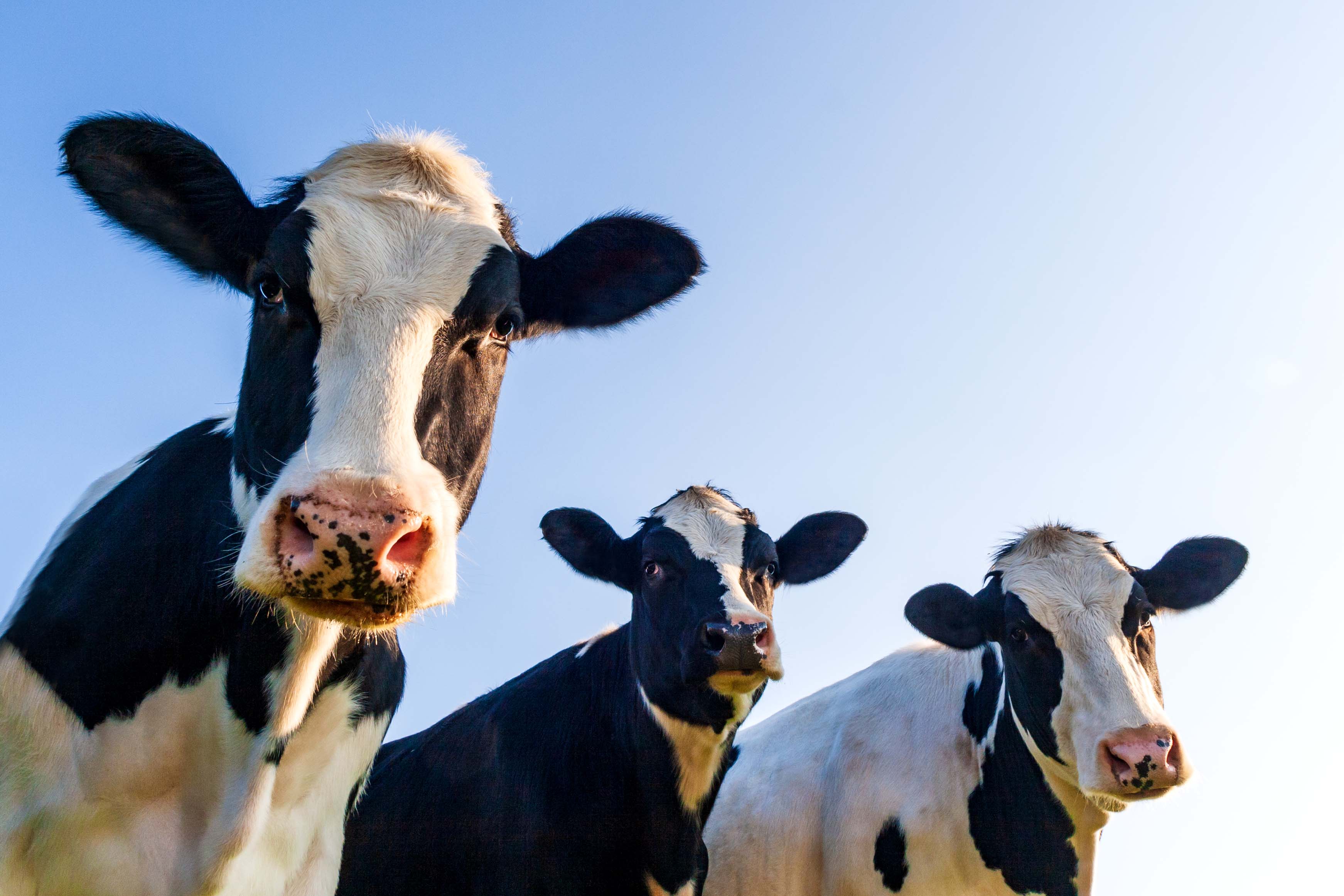 isle of barra golf club