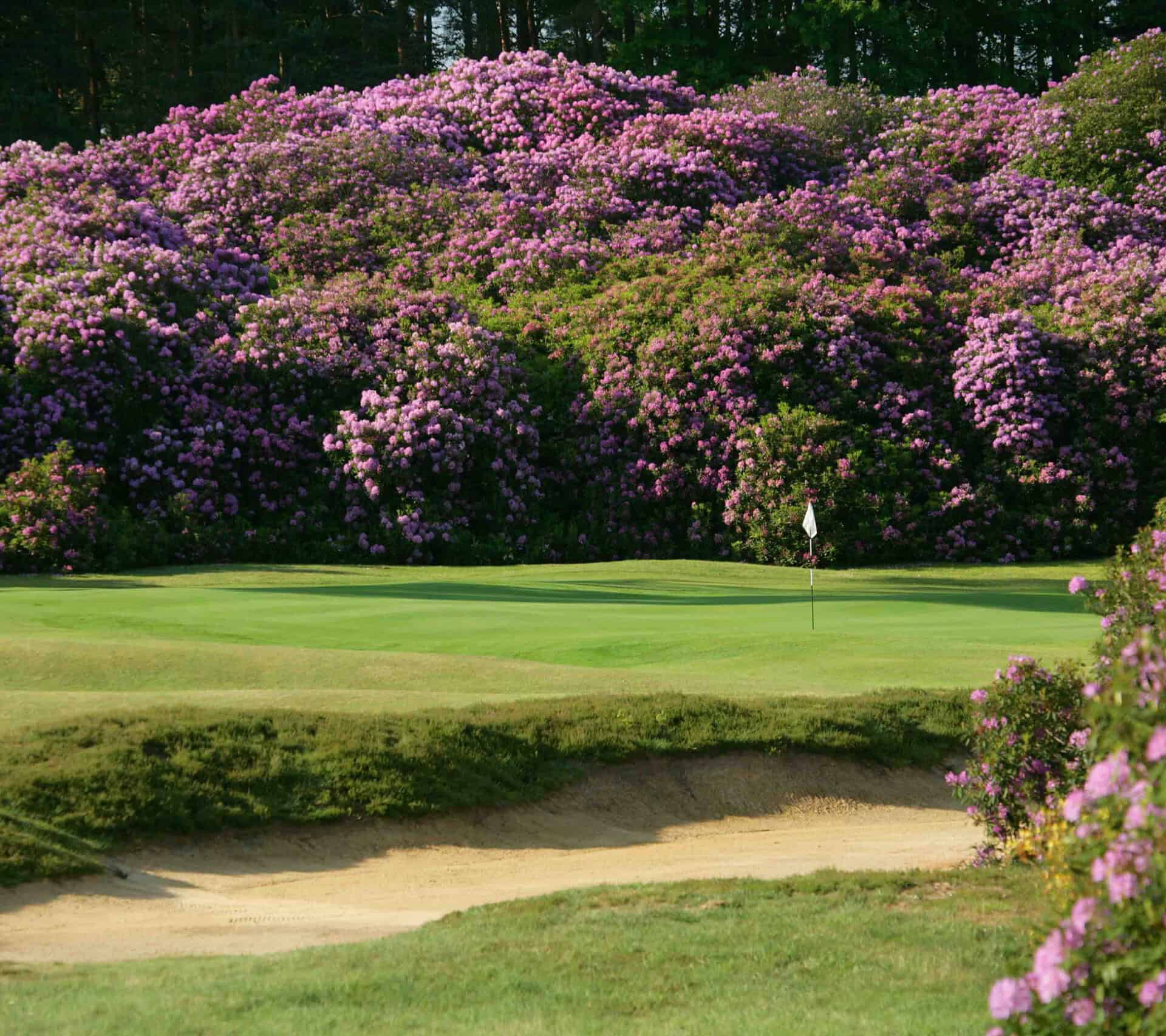 Swinley Forest NCG Top 100s England highlights