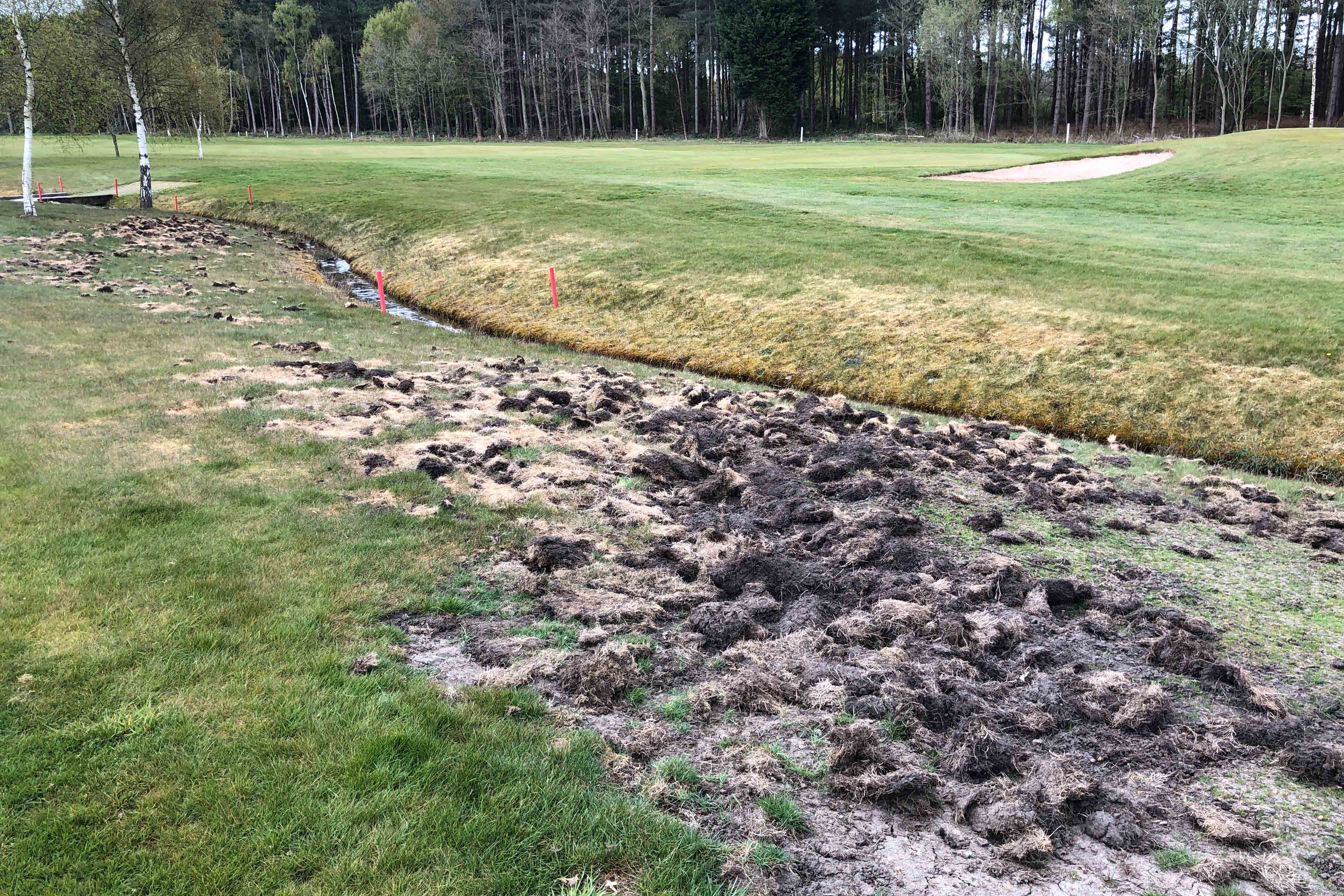 chafer grubs leather jackets