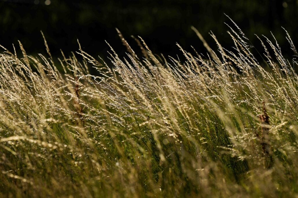 Enough with the rough! Is it time for golf courses to cut down the thick stuff?