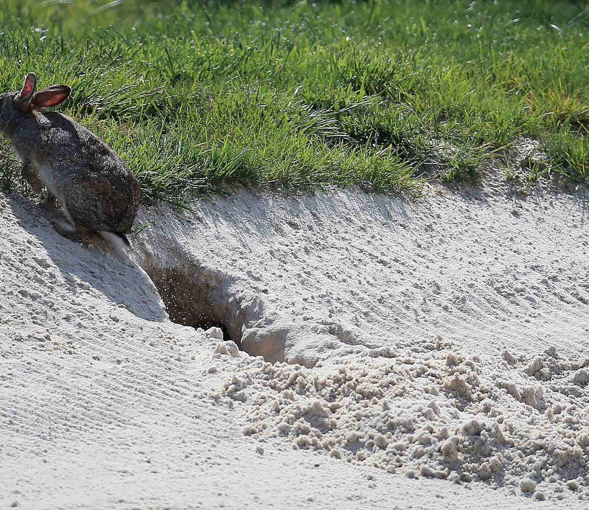 Do I get free relief from animal scrapings?