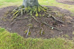 relief from tree roots in golf