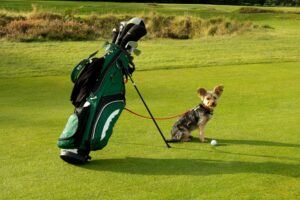 dog friendly golf courses