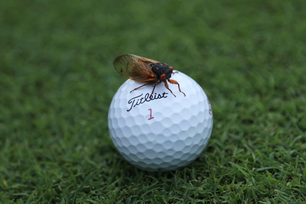 Golf ball hits insect What if your ball hits an insect on the green?