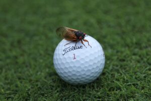 golf ball hits insect