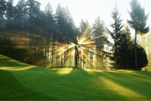 removing trees from golf courses