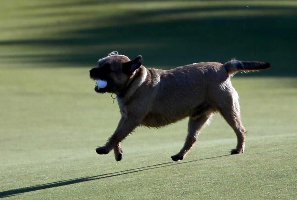 An animal grabbed my ball while it was moving – what now?