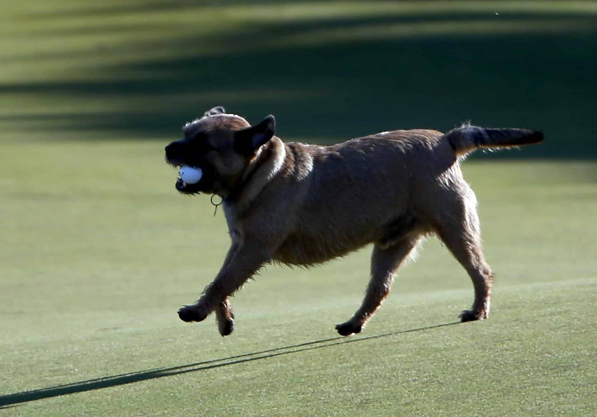 An animal grabbed my ball while it was moving – what now?