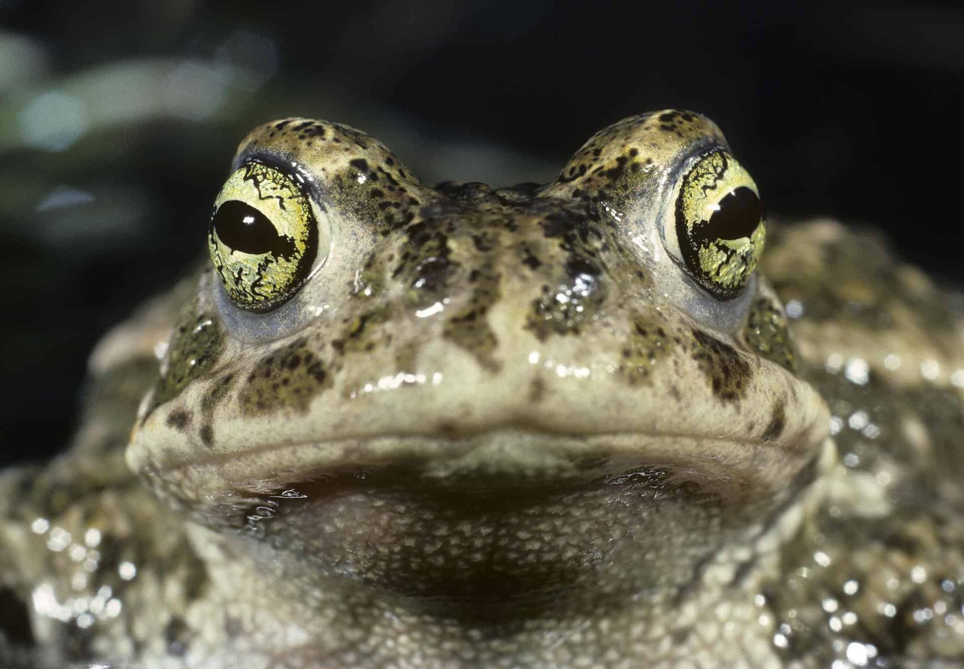 Don’t touch! What are players banned from moving at The Open? (it’s not their ball)