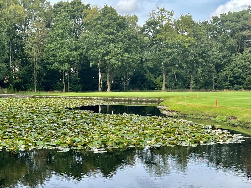Little Aston lily pads