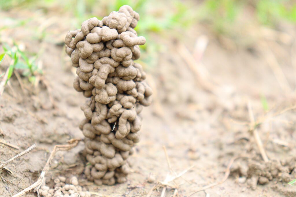 wormcasts
earthworms