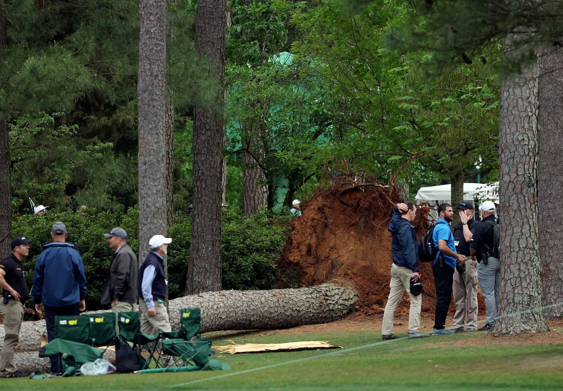 fallen tree on golf course