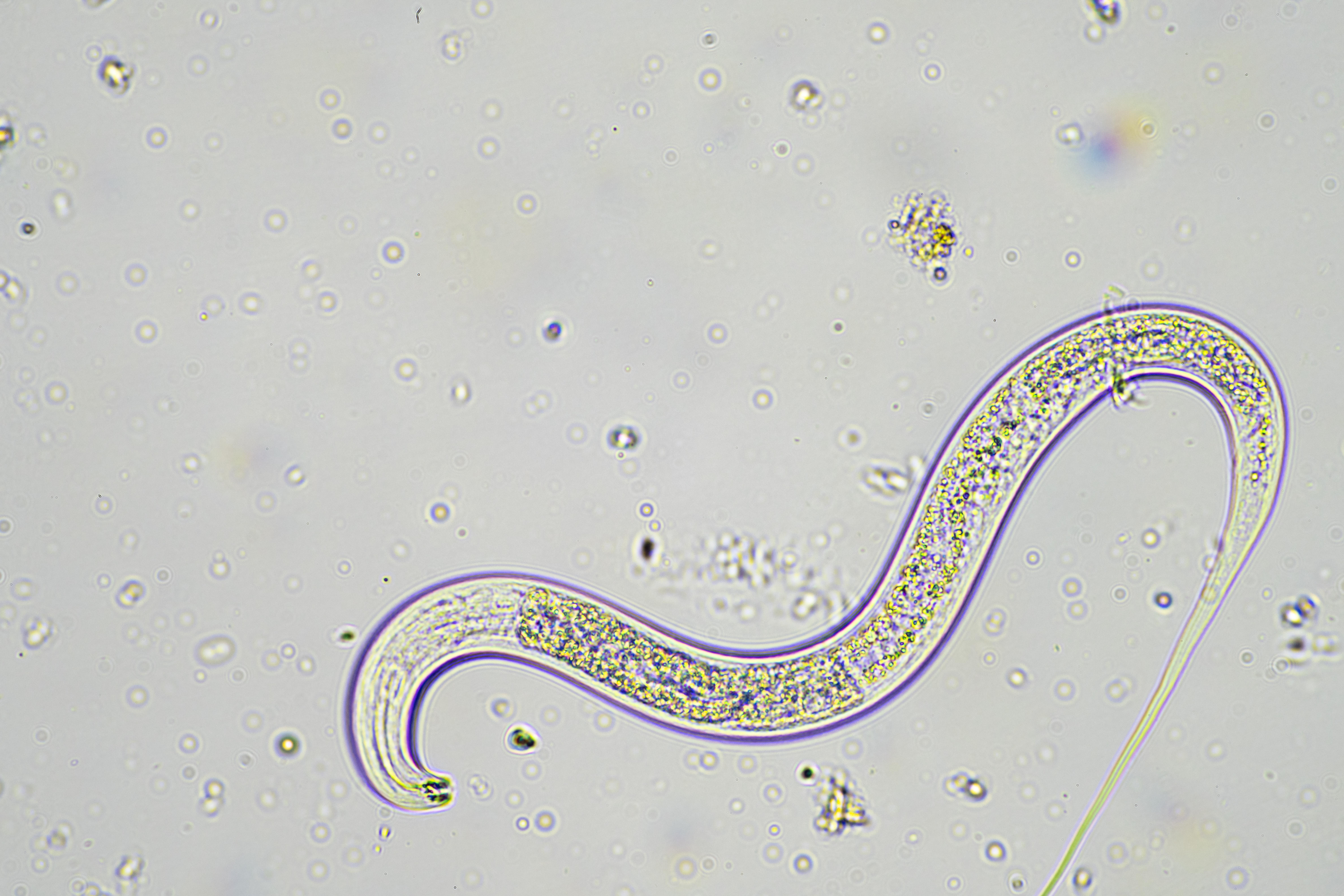 nematodes