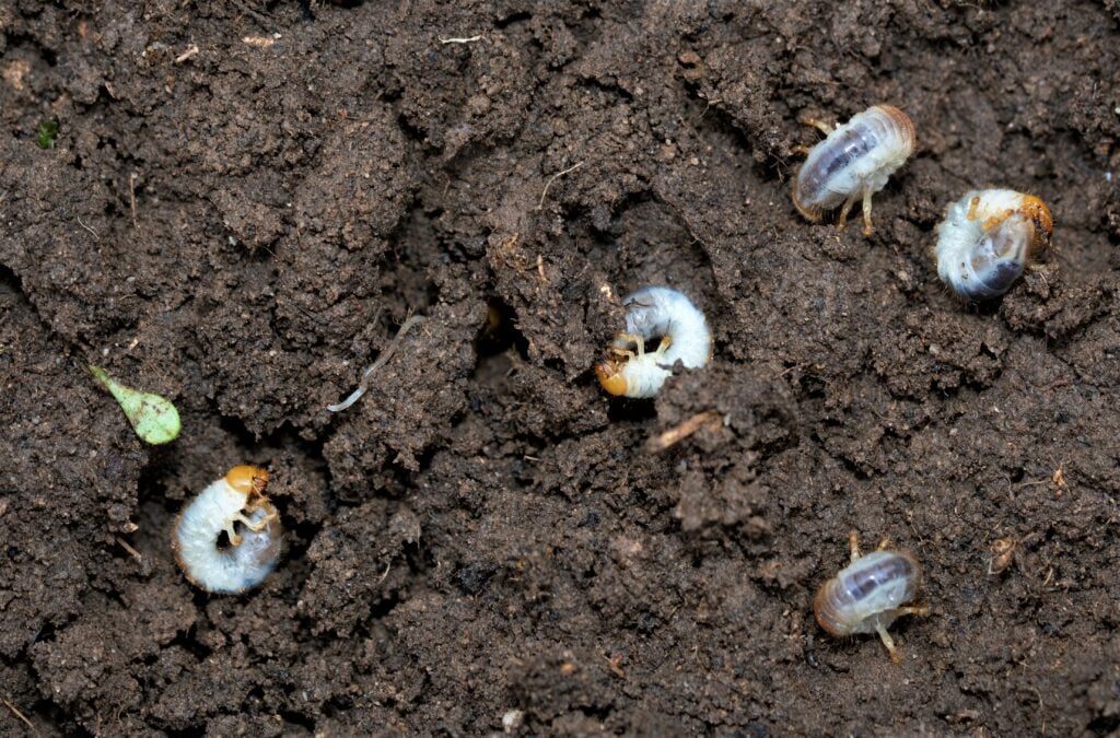 chafer grubs