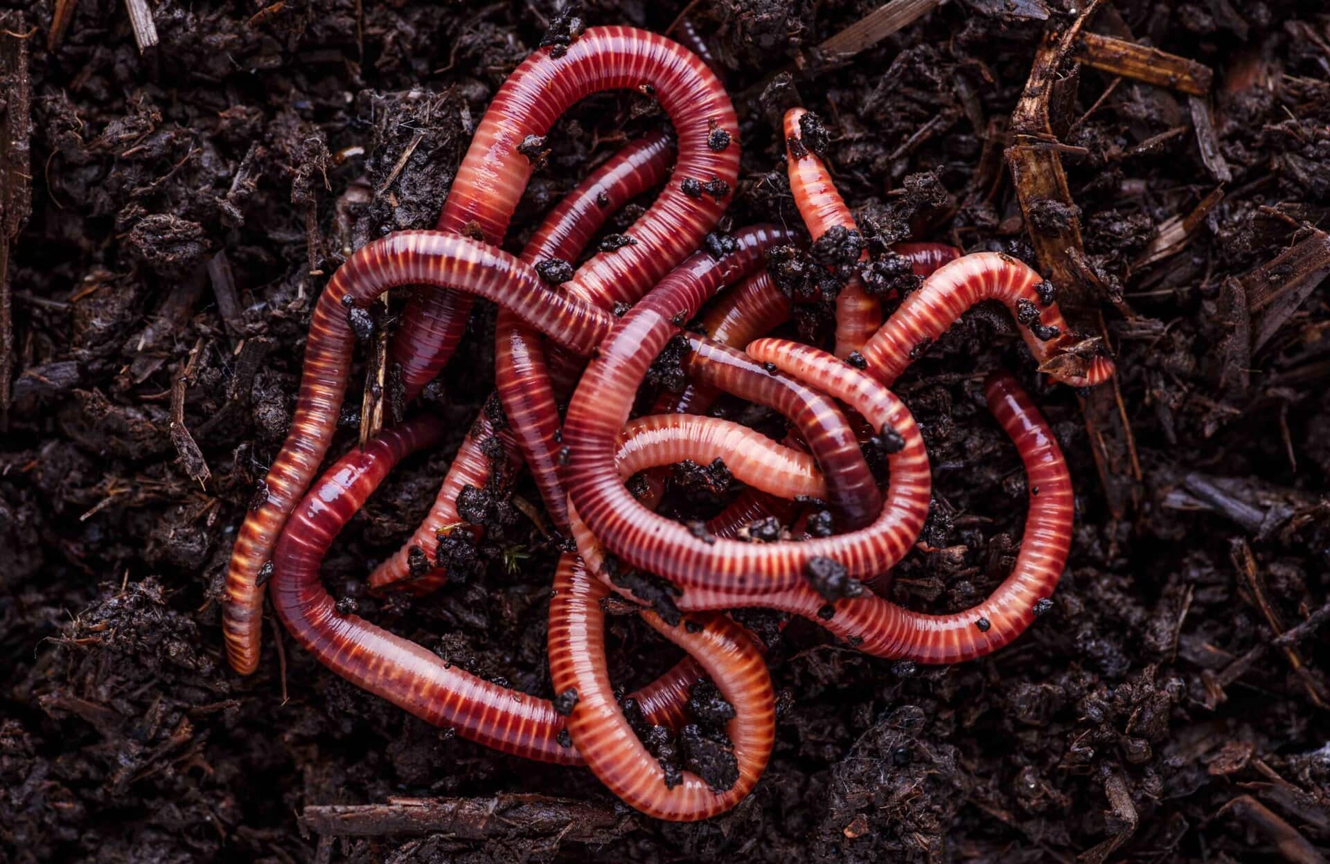 earthworms