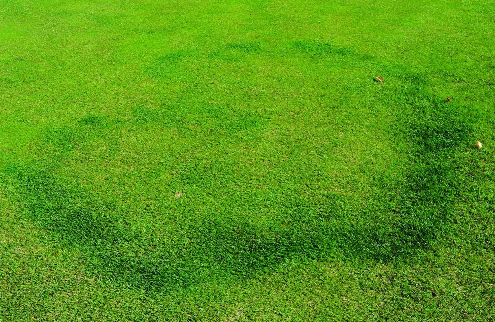 this image depicts fairy ring, a condition of grass on golf courses
