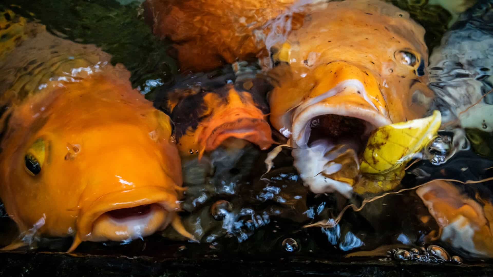 What happens if your ball is eaten by a fish? | Source: Adobe Stock Charl Schwartzel