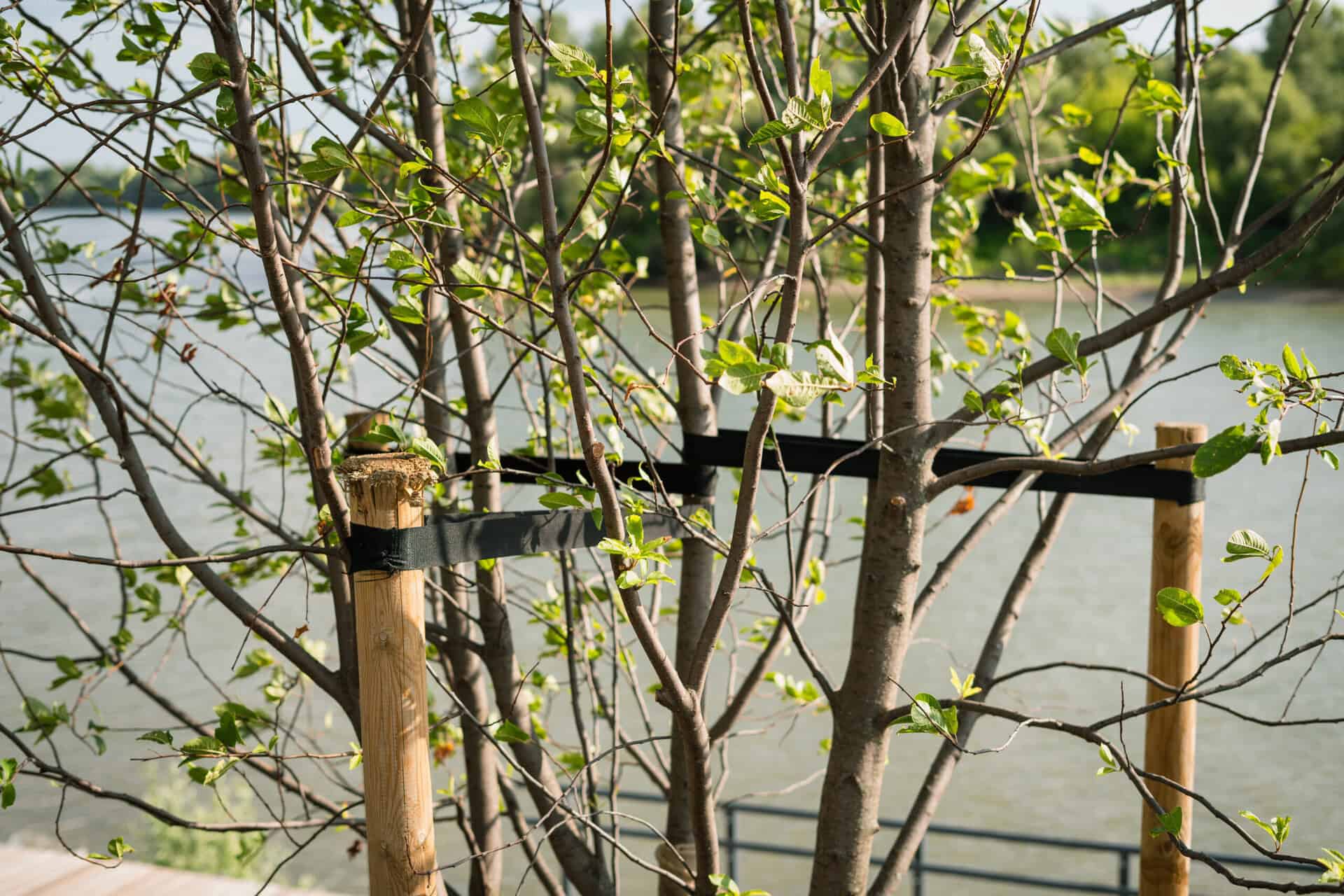 Staked trees bound by ribbon | Source: Adobe Stock