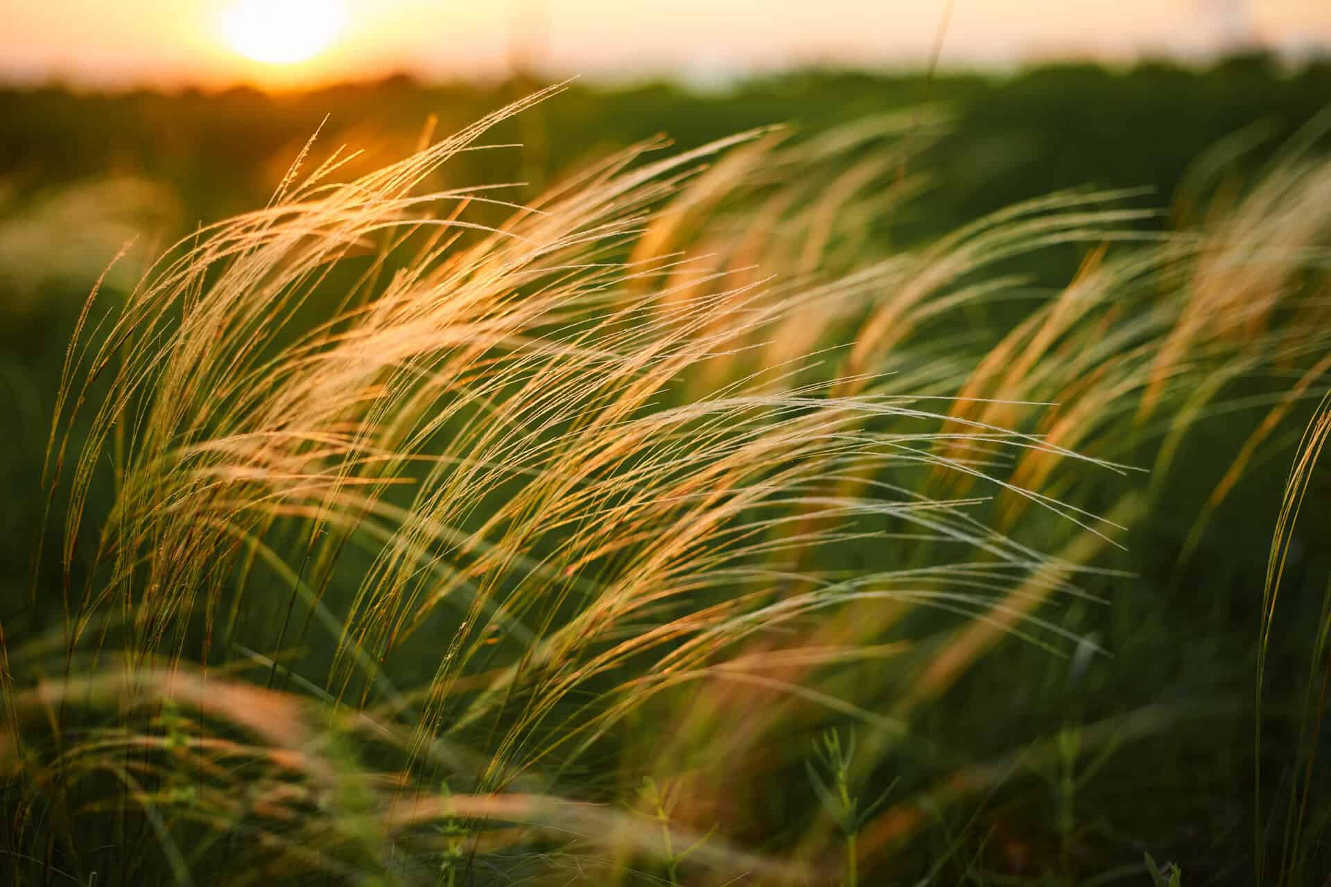 can you flatten grass out of bounds | Source: Adobe Stock