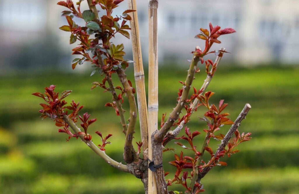 A young tree with bamboo stakes | Source: Adobe Stock