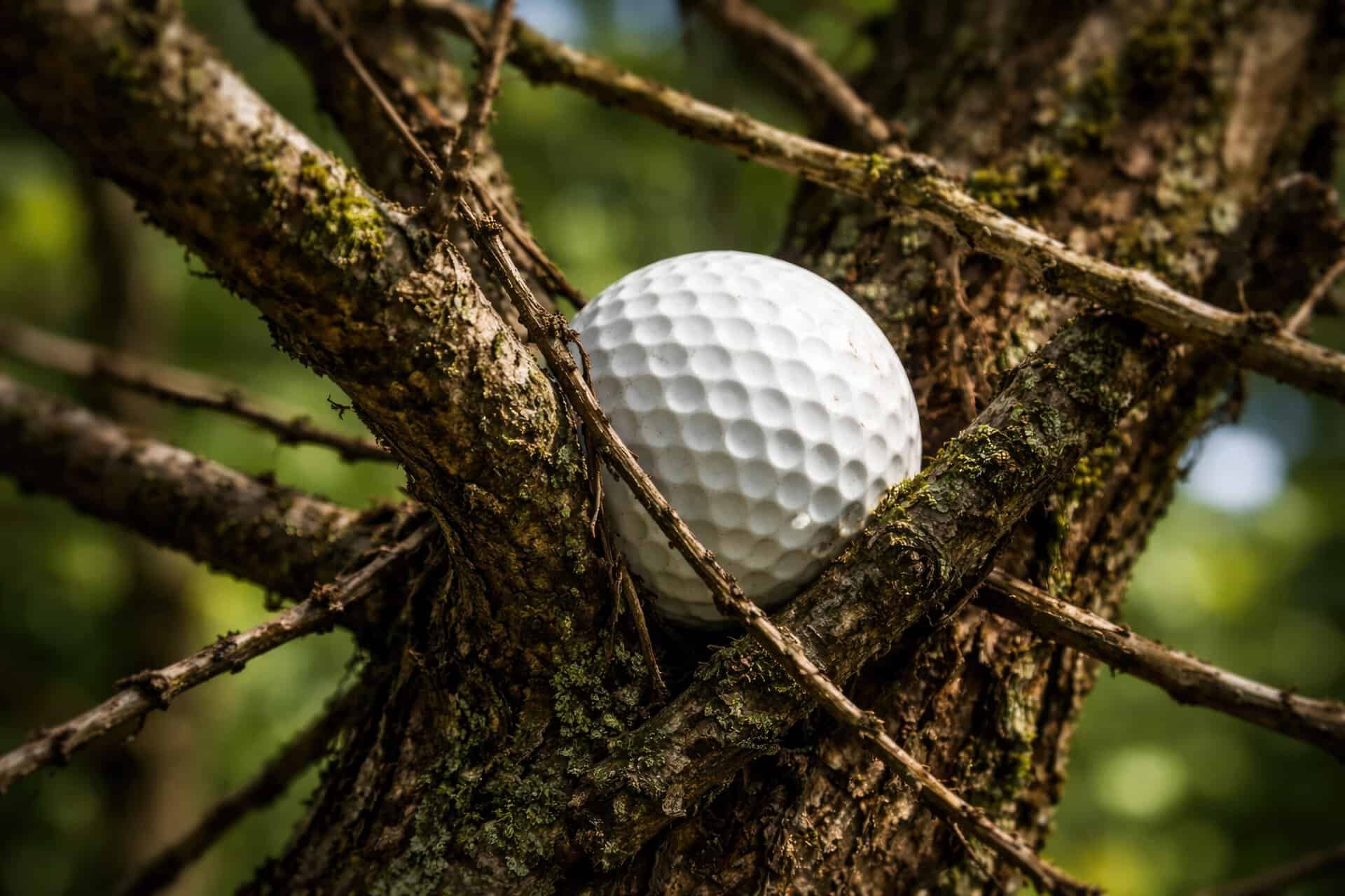 A golf ball caught inside tree branches | Source: Adobe Stock