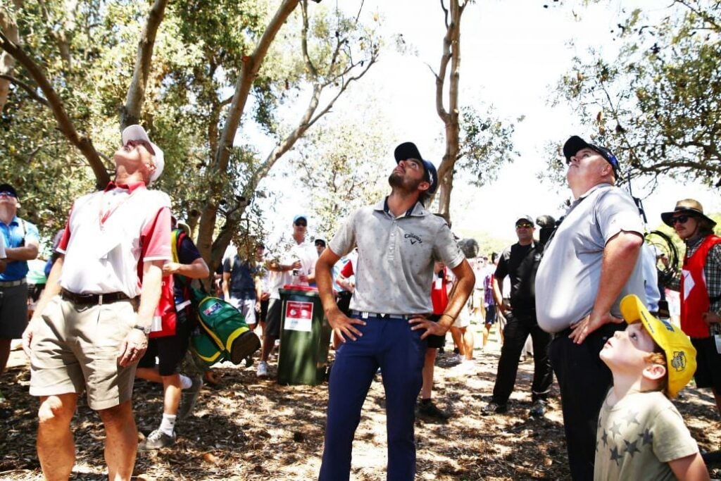 What would you do in this situation if your ball was stuck in a tree | Source: Getty Images
